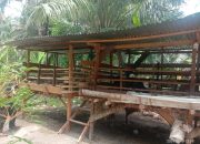 Membeli Kambing, Kepala Desa Pematang Seleng Diduga Selewengkan Dana Desa 946 Juta