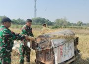 Babinsa Kecapi Ikut Panen Padi Sukseskan Hanpangan