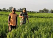 Babinsa Berikan Pendampingan, Penyemprotan Padi Milik Petani