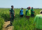 Babinsa Desa Bunder Koramil 0620-18 / Susukan Melaksanakan Pendampingan Upsus Bersama BPP dan Poktan Eka Mulya