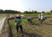 Babinsa Larangan Mengikuti  Tanam Padi, Maksimalkan Program Hanpangan