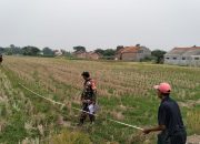 Peltu Tri Susilo Dampingi Pengukuran Lahan Sawah Pasalakan