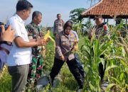 Kuwu Cirebon Girang Bersama Ibu Kapolresta Memanen Hasil KWT