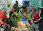 Babinsa Panen Kangkung, Dukung Program Hanpangan