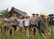 Dukung Program Swasembada Pangan, Polres Tasikmalaya Kota Gelar Panen Raya Jagung Serentak Tahap I Di Gunung Tanjung