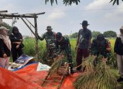 Dandim 0614 / Kota Cirebon Tinjau Kegiatan Serapan Gabah di Poktan Sipanggangjaya