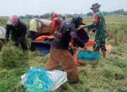 Babinsa Dukung Program Swasembada Pangan dan Ketahanan Pangan Nasional