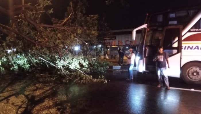 Pohon Tumbang di Jalan Kalijaga Diamankan Personel Pos PAM Kalijaga Polres Cirebon Kota