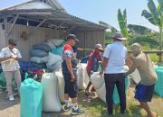 Babinsa Kelurahan Pulasaren Kawal Tim Serap Gabah Bulog di Sawah Poktan Sipanggang Jaya