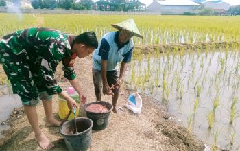 Babinsa Pekalipan Dampingi Poktan Makmur Jaya, Kegiatan Pemupukan Padi