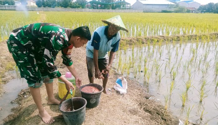 Babinsa Pekalipan Dampingi Poktan Makmur Jaya, Kegiatan Pemupukan Padi
