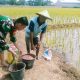 Babinsa Pekalipan Dampingi Poktan Makmur Jaya, Kegiatan Pemupukan Padi