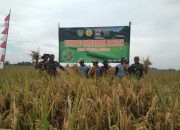 Koramil 0620-20 / Gegesik Dampingi Panen Padi Demplot Kodim 0620 / Kabupaten Cirebon