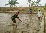 Babinsa Kelurahan Pegambiran Dampingi Poktan Sirandu Jaya dalam Pengolahan Lahan untuk Penyemaian Bibit Padi
