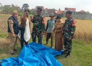 Babinsa Kesambi Laksanakan Kegiatan Sergab pada Panen Padi di Karyamulya