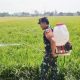 Babinsa Dampingi Poktan Sirandu Jaya Lakukan Penyemprotan Hama Padi Dukung Ketahanan Pangan Nasional