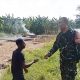 Babinsa Pulasaren dan Jagasatru Kolaborasi Dampingi Petani Dalam Pemeliharaan Tanaman Padi