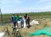 Babinsa Koramil 0620-21/Suranenggala Dampingi Panen Padi Program LTT di Desa Kapetakan