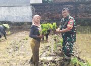 Babinsa Kelurahan Drajat Turun ke Sawah, Dukung Petani Tanam Padi, Sukseskan Swasembada Pangan Nasional