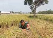 Babinsa Kelurahan Larangan Dampingi Poktan Sipanggang Jaya Laksanakan Panen Padi