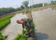 Wujudkan Swasembada Pangan, Babinsa Larangan Dampingi Poktan Tanam Padi Program Tanam Ketiga