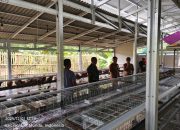 Pemerintah Desa penpen Resmikan Kandang Ayam Petelur untuk Program Ketahanan Pangan Melalui Bumdes Sejahtra Mandiri