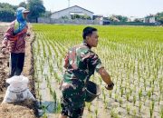 Babinsa Pegambiran Dampingi Pemupukan Padi MT III untuk Dukung Swadaya Pangan Nasional
