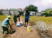 Babinsa Kelurahan Pekalipan Turun ke Sawah Dukung Ketahanan Pangan Nasional