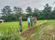 Babinsa Turun ke Sawah, Koramil 07/Bangsri Perkuat Ketahanan Pangan Desa Guyangan