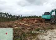 Diindikasi PT. Arara Abadi Abaikan Putusan MA, Aktivitas Penebangan Kayu Di Area Lahan Adat Batin Singeri Tetap Berjalan