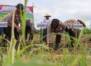 Kapolresta Cirebon Pimpin Penanaman Jagung Serentak, Polresta Cirebon Tegaskan Komitmen Dukung Swasembada Pangan Nasional