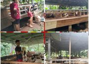 Bumdes Bintang Timur Mandala telah Realisasikan Program Ketahanan Pangan Dana Desa tahun 2025 Dengan Sangat Antusias dan Optimis