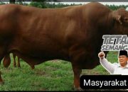 Dana Meugang Rp19,55 Miliar di Aceh Utara Jadi Sorotan, Warga Pertanyakan Transparansi Penyaluran