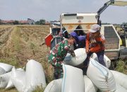 Babinsa Pulasaren Tetap Semangat Dampingi Panen Padi Meski Berpuasa di Bawah Terik Matahari