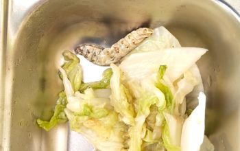 Lagi Dan Lagi Ditemukan Ulat Besar Dalam Makan Gizi Gratis (MBG) Di SDN 2 Lebak Mekar, Pengawasan SPPG Gemulung Lebak 2 Dipertanyakan