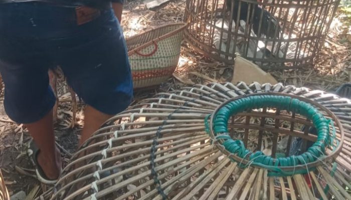 Judi Sabung Ayam Diduga Marak Diwilayah Hukum Polres Selawi Dugaan Keterlibatan Oknum Aparat Picu Sorotan Publik