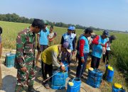 Babinsa Monitoring sosialisasi bersama para petani Desa