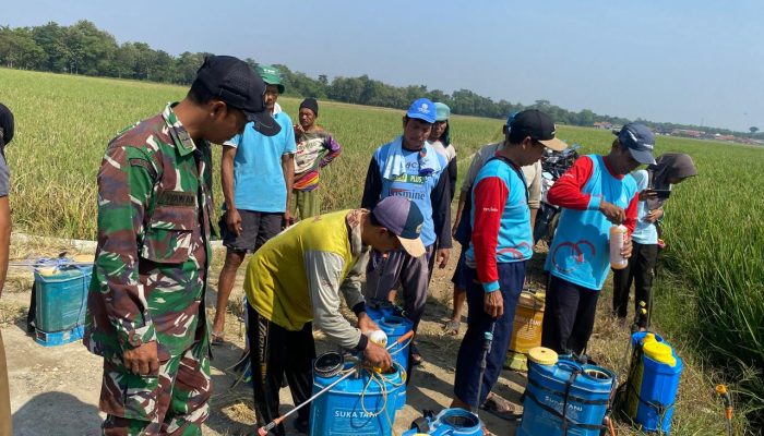 Babinsa Monitoring sosialisasi bersama para petani Desa