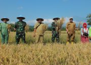 Dandim 0614/Kota Cirebon Bersama Ketua Persit Panen Padi di Lahan Poktan Kedung Mendeng