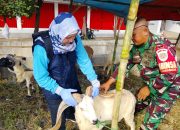 Babinsa Kelurahan Larangan Dampingi DKPPP Kota Cirebon Periksa Kesehatan Hewan Qurban