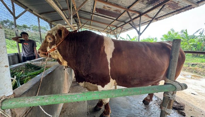 Bantuan Sapi dari Presiden Seberat 1,1 Ton untuk Masyarakat Kota Tegal