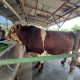 Bantuan Sapi dari Presiden Seberat 1,1 Ton untuk Masyarakat Kota Tegal