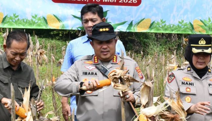 Sinergi Wujudkan Ketahanan Pangan, Polresta Cirebon Ikuti Panen Raya Jagung Serentak Bersama Presiden RI dan Kapolri