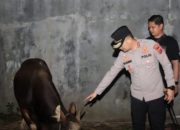 Sapi Korban dari Kapolri Tiba di Kebon baru Kapolres Cirebon Kota Datang Langsung Melakukan Pengecekan