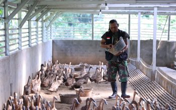 Bangun Ekonomi Lokal Berkelanjutan, PTBA Tingkatkan Kompetensi Kelompok Budidaya Itik Petelur