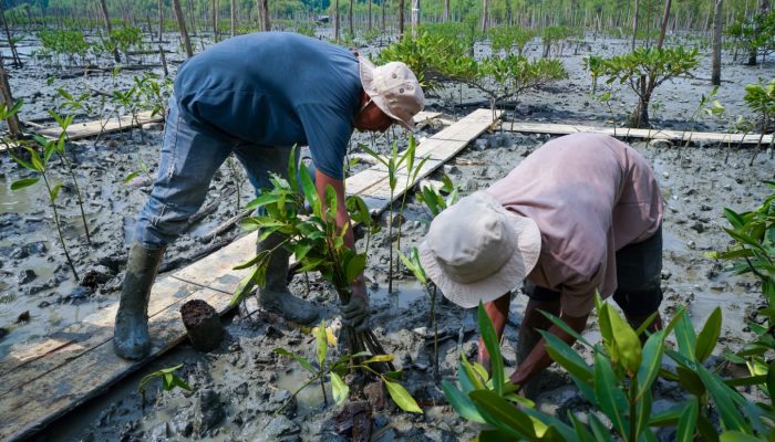 Kisah Masyarakat Pasir Sakti: Dulu Terkikis Abrasi, Kini Tumbuh Mangrove yang Menghidupi