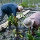 Kisah Masyarakat Pasir Sakti: Dulu Terkikis Abrasi, Kini Tumbuh Mangrove yang Menghidupi