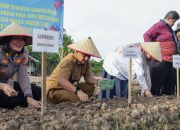 Perkuat Ketahanan Pangan Untuk Stabilitas Harga dan Tekan Laju Inflasi dengan Gerakan Menanam Bawang Merah Serentak di Kelurahan Mekar Sentosa