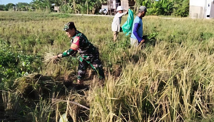 Babinsa Pegambiran Dampingi Panen Padi, Wujud Dukungan Ketahanan Pangan Nasional