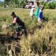 Babinsa Pegambiran Dampingi Panen Padi, Wujud Dukungan Ketahanan Pangan Nasional